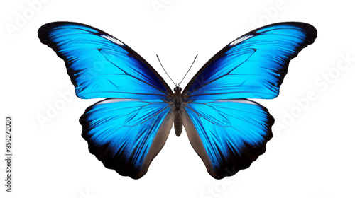 Blue Morpho Butterfly With Wings Spread Open