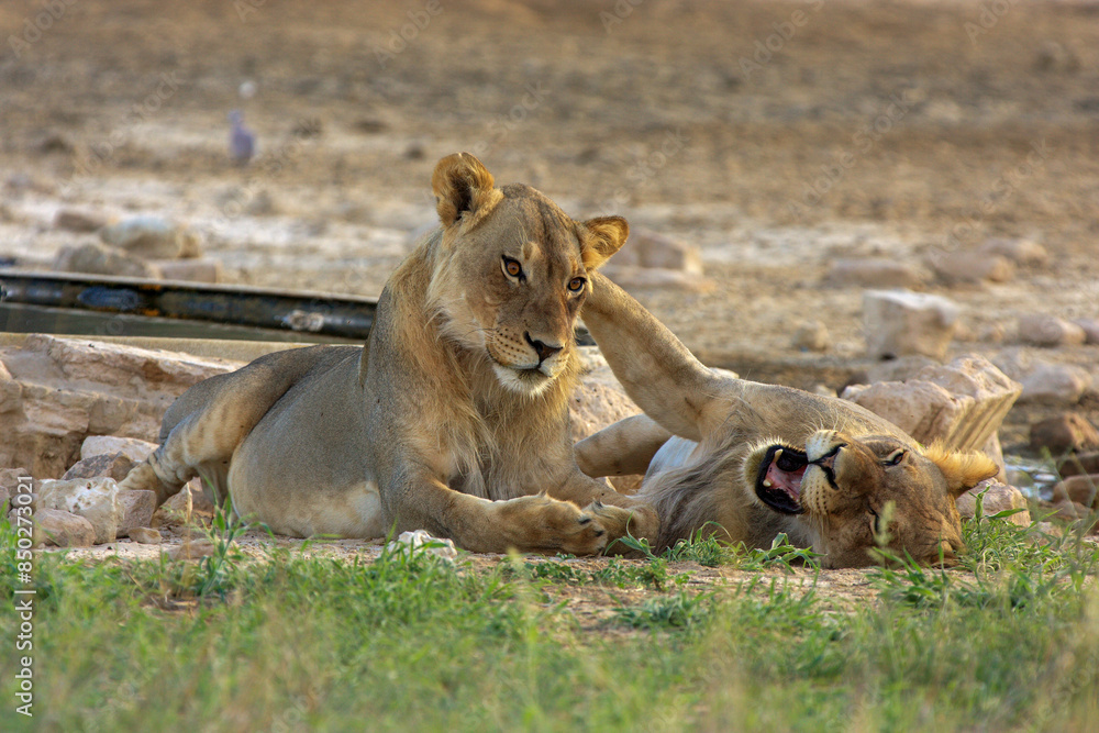 Fototapeta premium lion kgalagadi Transfrontier Park one of the great parks of South Africa wildlife and hospitality in the Kalahari desert