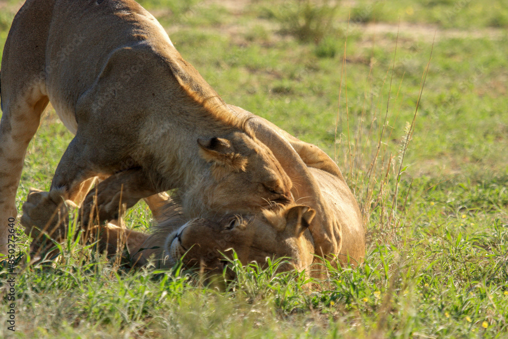 lion Kgalagadi Transfrontier Park one of the great parks of South Africa wildlife and hospitality in the Kalahari desert lion Kgalagadi Transfrontier Park one of the great parks of South Africa wildlife and hospitality in the Kalahari desert