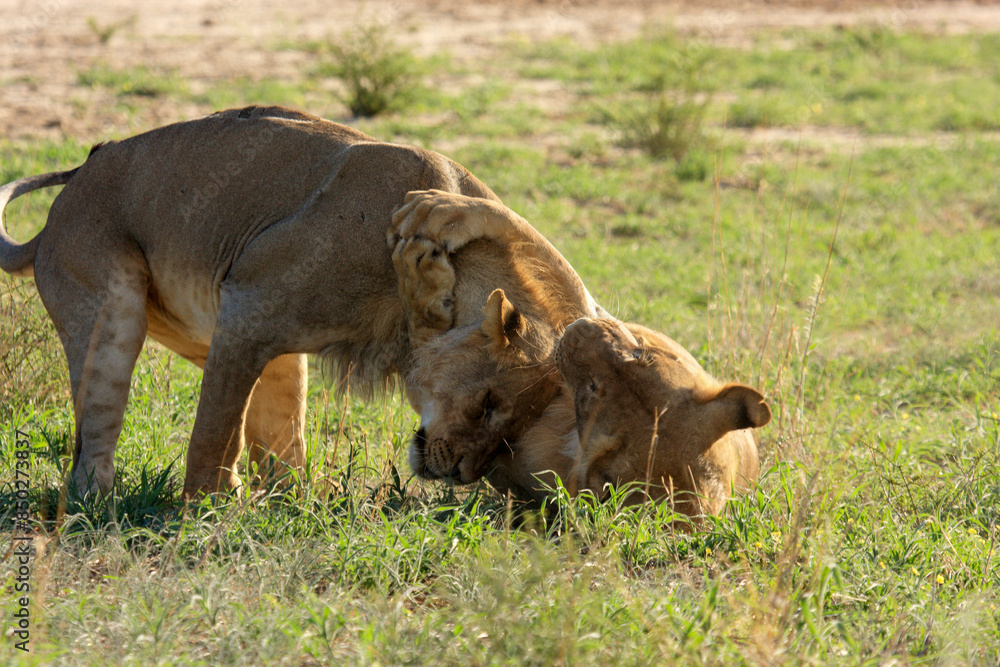 Kgalagadi Transfrontier Park one of the great parks of South Africa wildlife and hospitality in the Kalahari desert Kgalagadi Transfrontier Park one of the great parks of South Africa wildlife and hospitality in the Kalahari desert