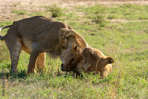 Kgalagadi Transfrontier Park one of the great parks of South Africa wildlife and hospitality in the Kalahari desert