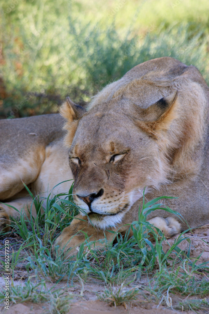 Naklejka premium lion Kgalagadi Transfrontier Park one of the great parks of South Africa wildlife and hospitality in the Kalahari desert