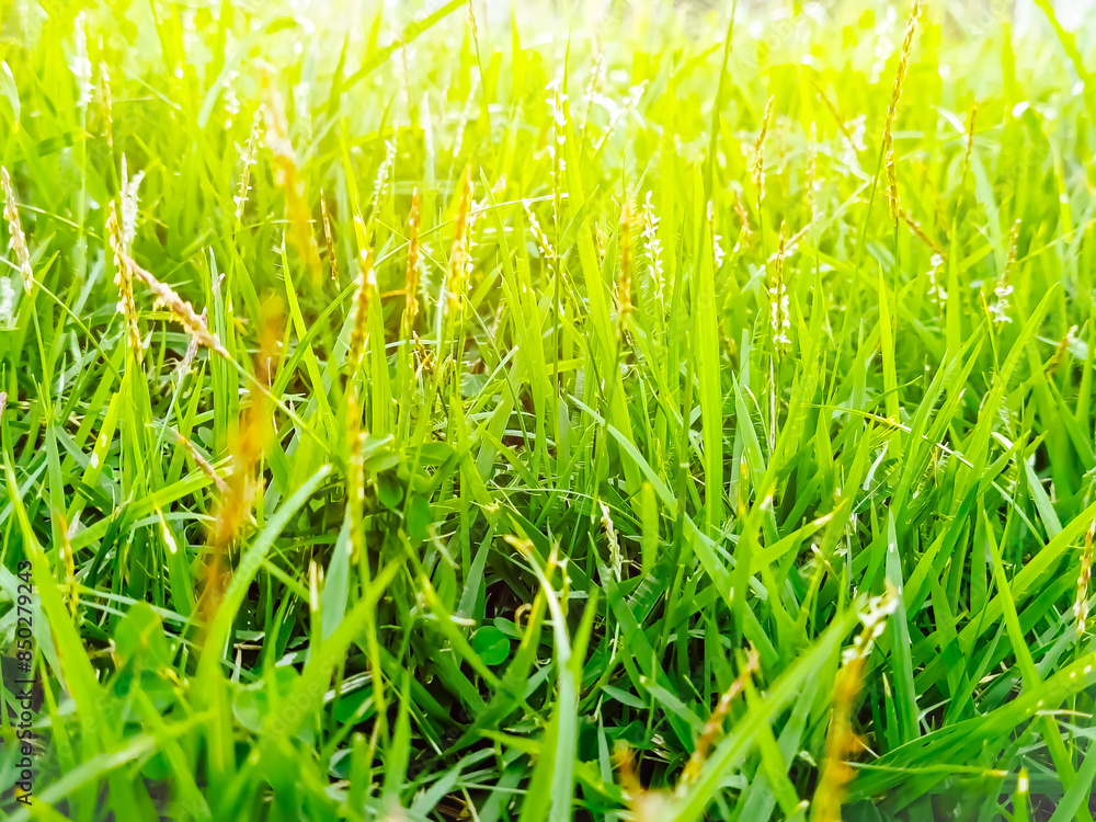 Obraz premium green grass background