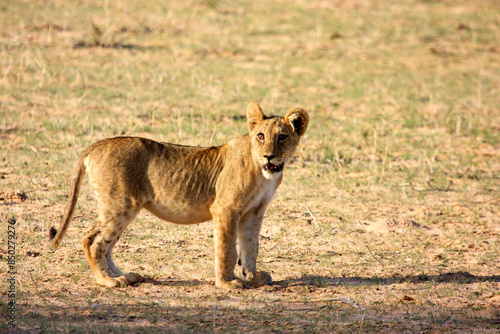 lion Kgalagadi Transfrontier Park one of the great parks of South Africa wildlife and hospitality in the Kalahari desert