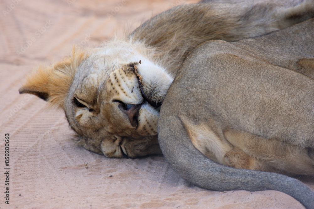 Naklejka premium Kgalagadi Transfrontier Park one of the great parks of South Africa wildlife and hospitality in the Kalahari desert