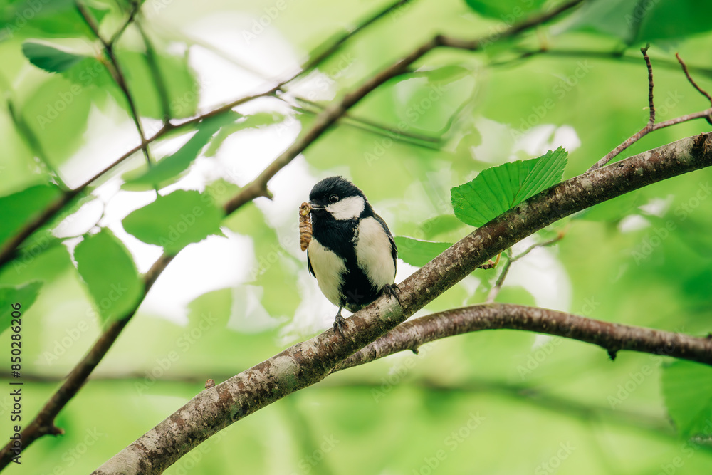 Japanese tit with caterpillar on a branch Japanese tit with caterpillar on a branch