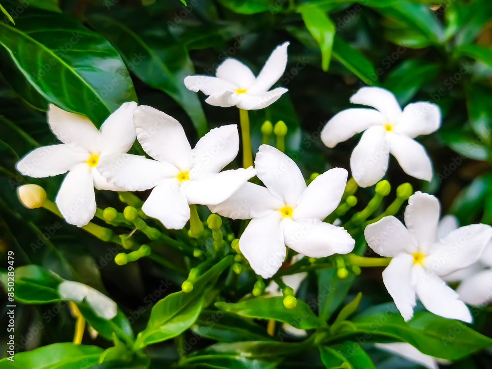 white flowers