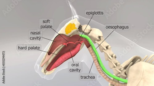 Horse feeding and respiration mechanism photo