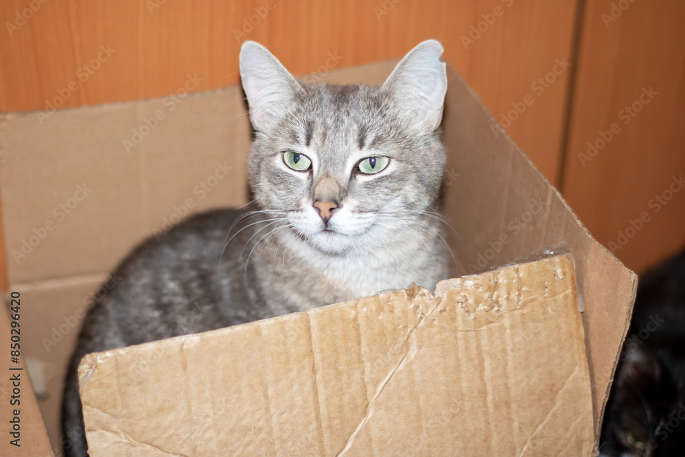 A cat in a cardboard box, looking at the camera with whiskers and snout