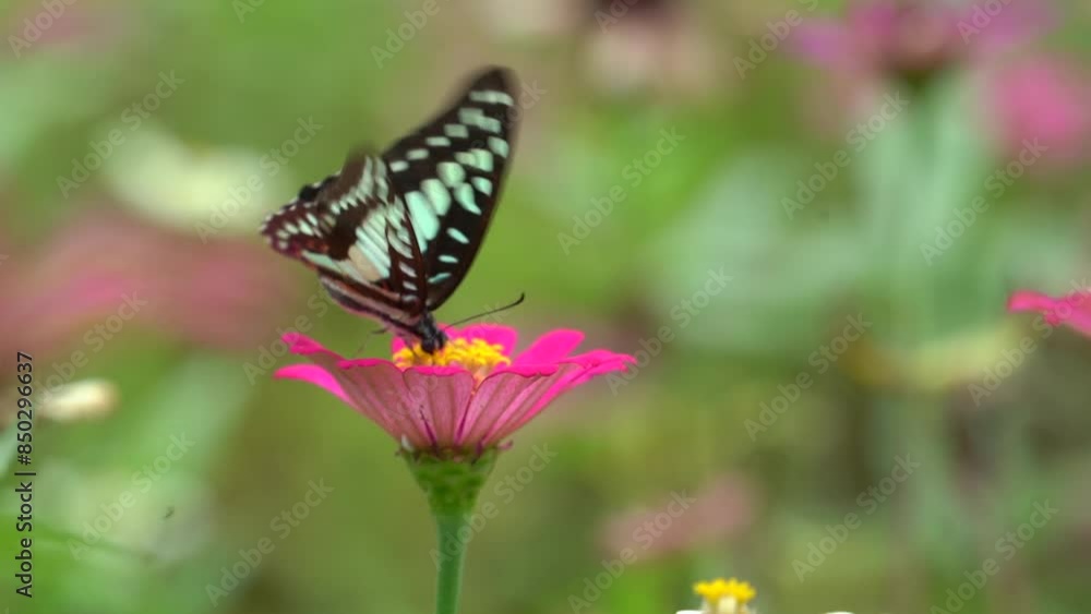 butterfly on flower butterfly on flower