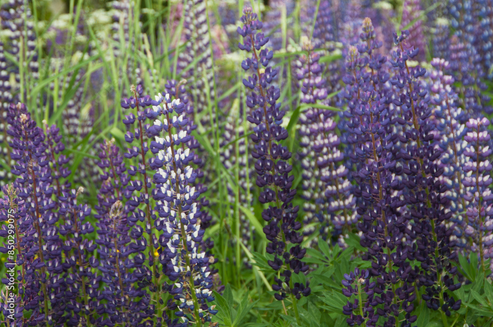 Lupin flowers in a meadow, close up shot Lupin flowers in a meadow, close up shot