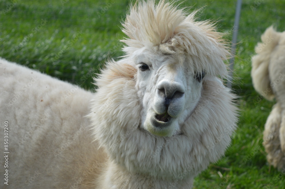 alpaca white chubby with open mouth her fur blowing wind photo photo alpaca white chubby with open mouth her fur blowing wind photo photo