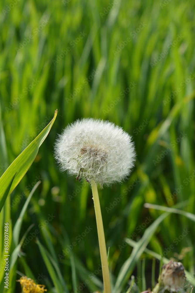 Dandelion macro white fluffy dandelion photo photo Dandelion macro white fluffy dandelion photo photo
