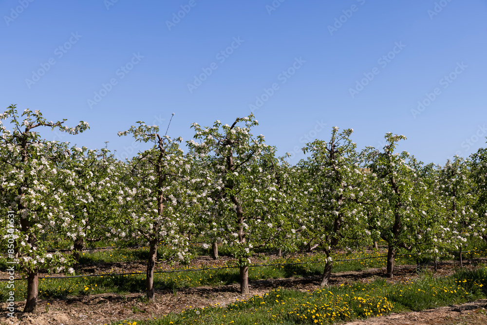 Naklejka premium apple trees blooming with white flowers in spring