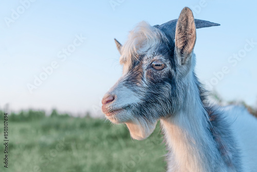 A goat on a pasture.