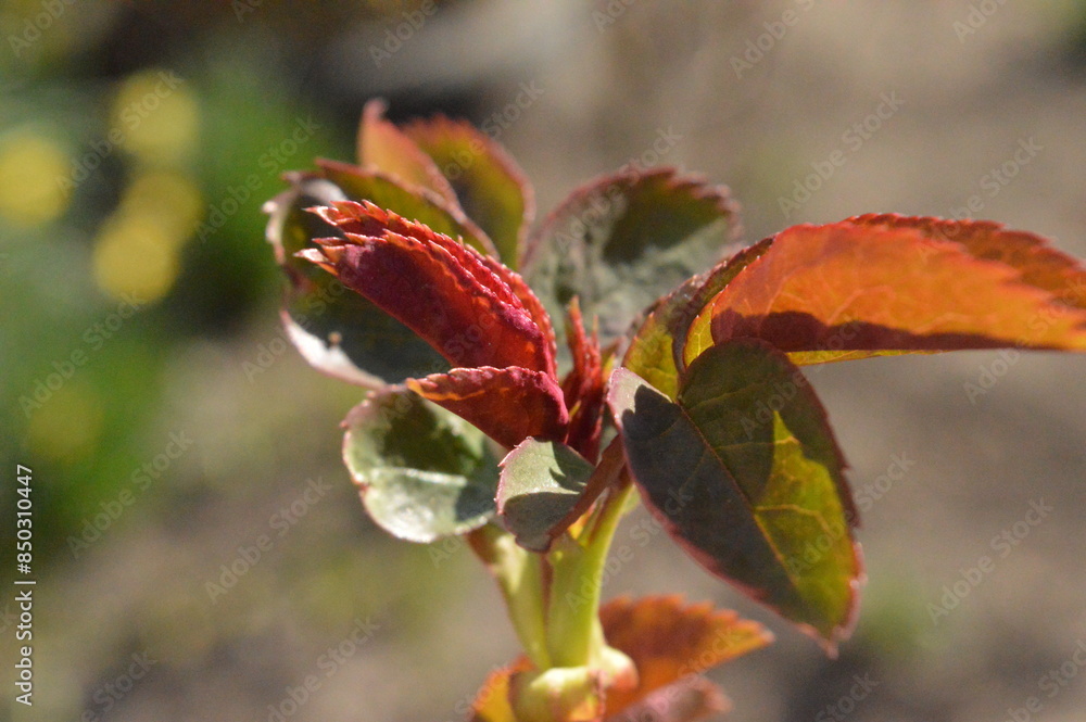Apple sprout macro photo photo Apple sprout macro photo photo