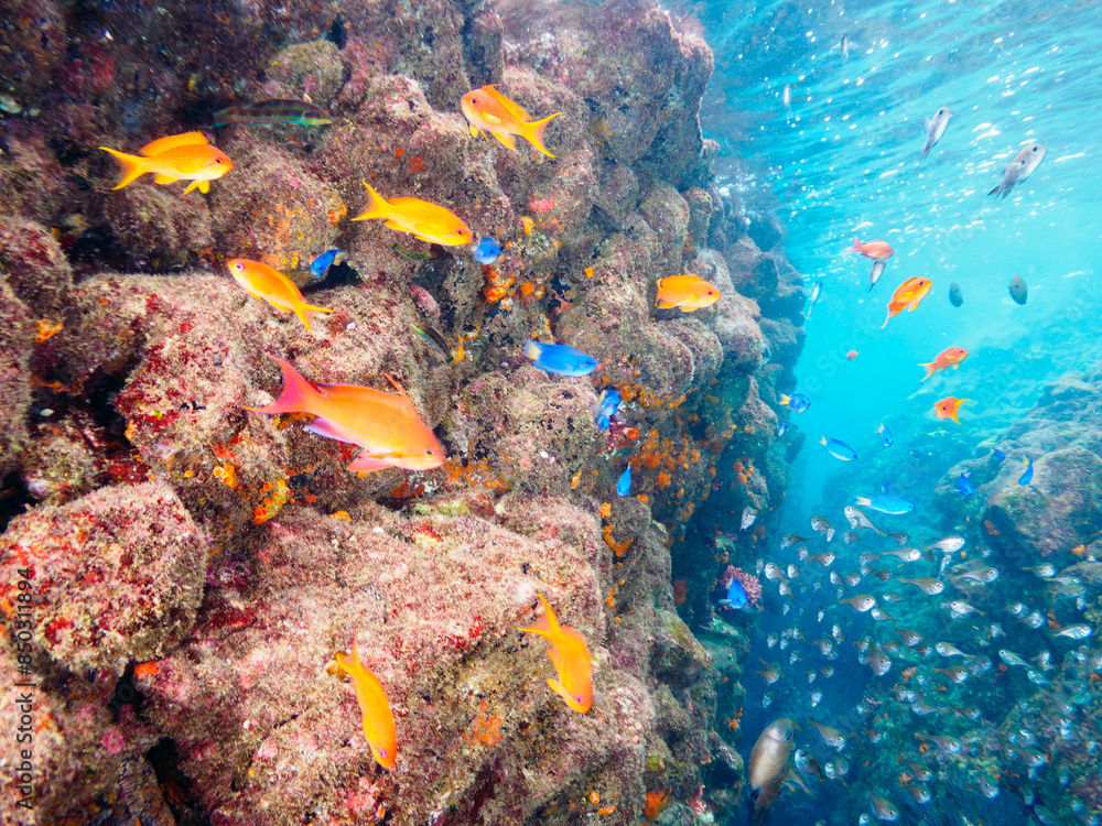 Fototapeta premium 水中洞窟にいる、美しいキンギョハナダイ（ハナダイ亜科）、ソラスズメダイ（スズメダイ科）、ミナミハタンポ（ハタンポ科）、クロホシイシモチ（テンジクダイ科）他の幼魚の群れ。日本国静岡県伊豆半島賀茂郡南伊豆町中木から渡し船で渡るヒリゾ浜にて。 2022年10月水中撮影。 Sea Goldie (Pseudanthias squamipinnis), Heavenly Damselfish (Poma