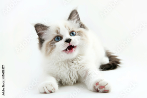 Ragdoll kitten sitting isolated on white background. Domestic pet concept.