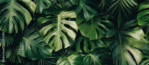 Wallpaper Mural Lush tropical leaves, dark background Torontodigital.ca