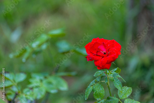 The roes flowers in the garden photo