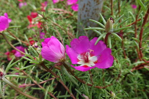 Closeup of two magenta colored flowers of Portulaca grandiflora in August