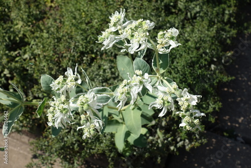 Close shot of white flowers of Euphorbia marginata in mid September