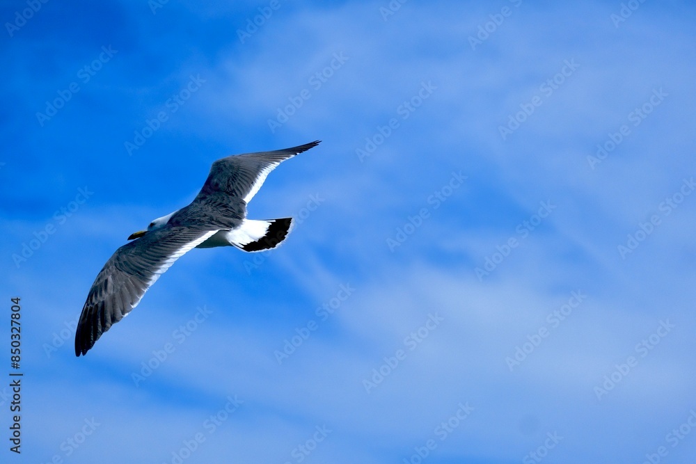 Fototapeta premium seagull in flight