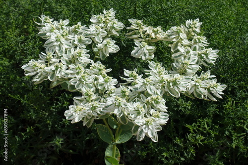 Many white flowers of Euphorbia marginata in September photo