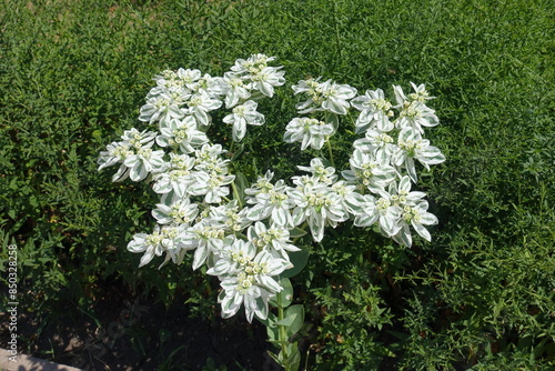 White flowers of Euphorbia marginata in mid August photo