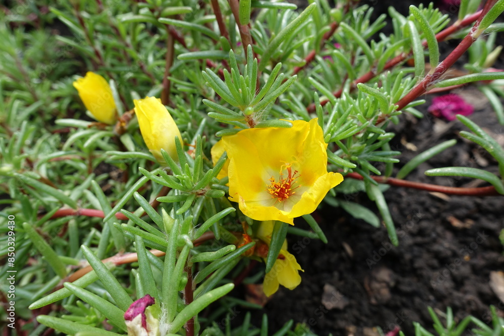 Macvro of yellow flowers of Portulaca grandiflora in August Macvro of yellow flowers of Portulaca grandiflora in August