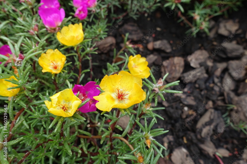 Vibrant yellow flowers of Portulaca grandiflora in August Vibrant yellow flowers of Portulaca grandiflora in August