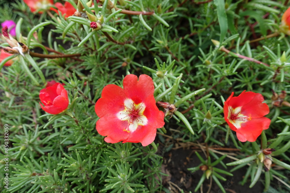 Close view of three red flowers of Portulaca grandiflora in August Close view of three red flowers of Portulaca grandiflora in August