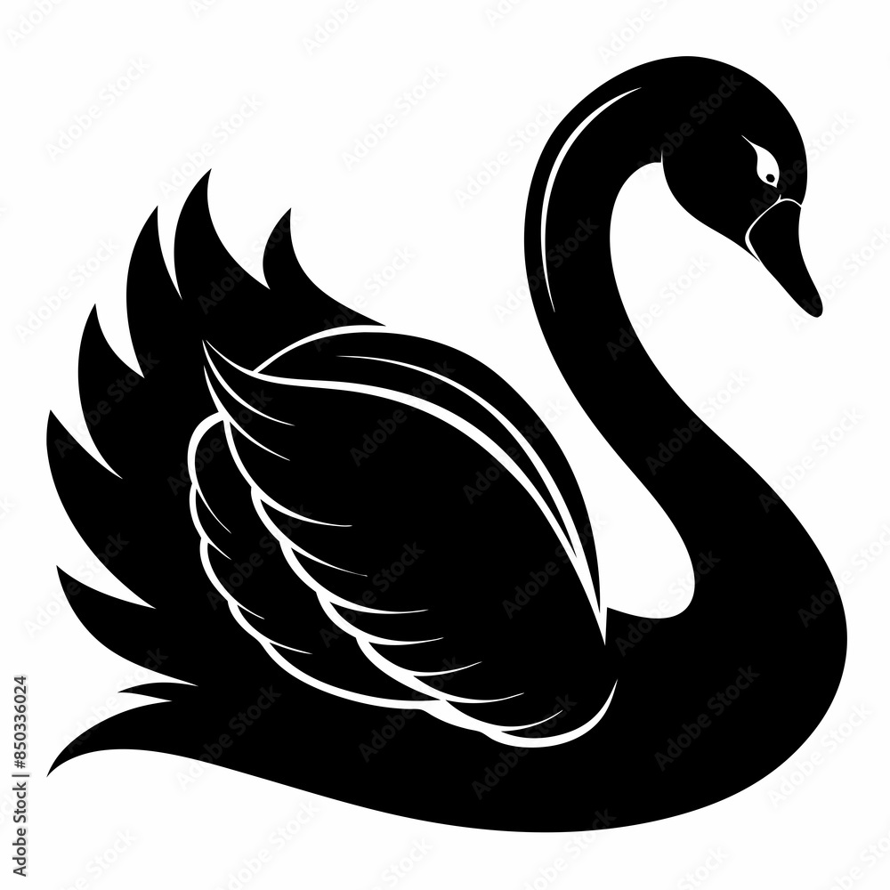 black and white swan black and white swan