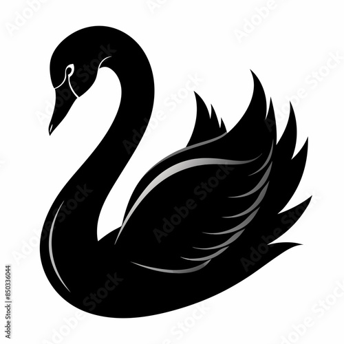 black and white swan