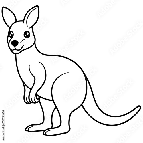 kangaroo illustration photo