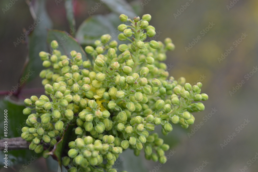 Plant with green grains macro nature photo photography Plant with green grains macro nature photo photography