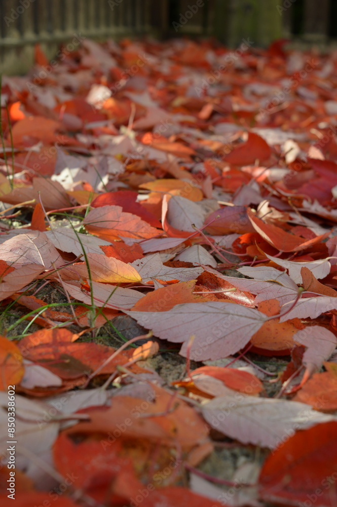 Orange leaves on the grass pair of leaves macro shot plants nature photography red maple Orange leaves on the grass pair of leaves macro shot plants nature photography red maple