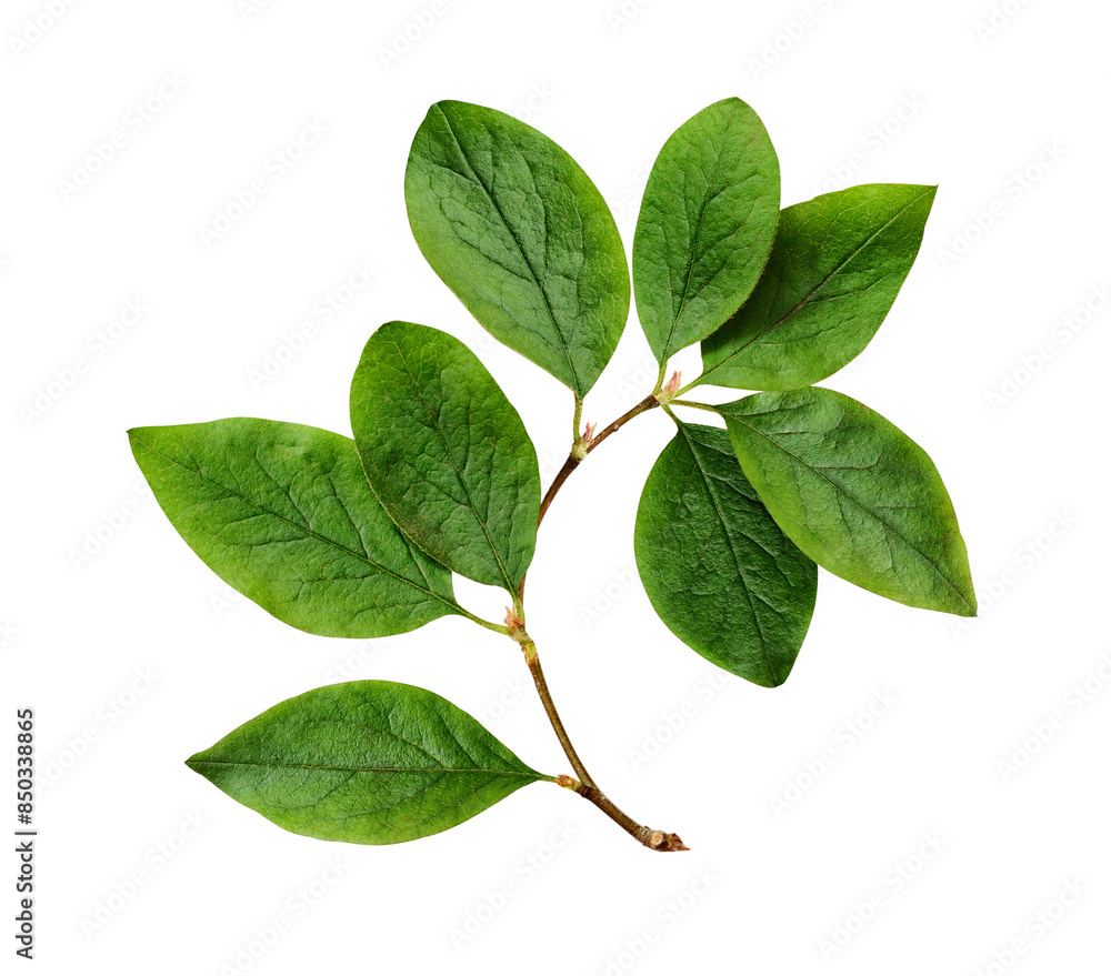 Twig with green leaves (Cotoneaster lucidus) isolated on white or transparent background Twig with green leaves (Cotoneaster lucidus) isolated on white or transparent background