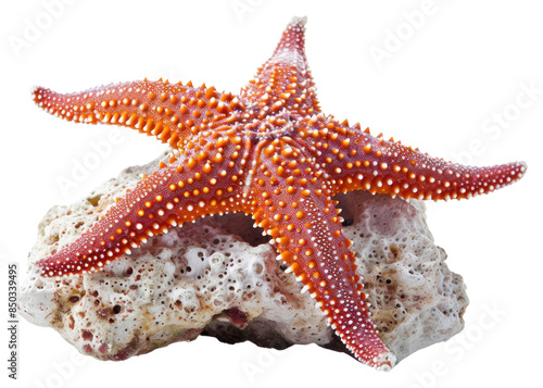 PNG Starfish starfish animal invertebrate.