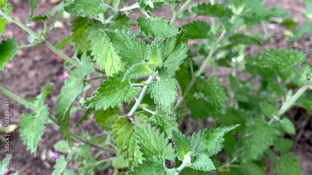 Melissa plant grows in the garden after the rain Melissa plant grows in the garden after the rain