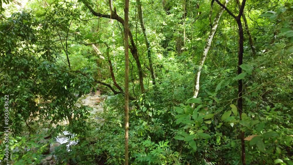 Exploring a small lake in a rocky environment in the middle of the jungle Exploring a small lake in a rocky environment in the middle of the jungle