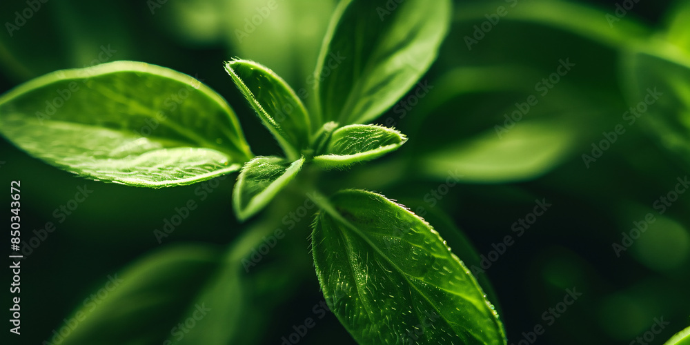 close up of a plant close up of a plant