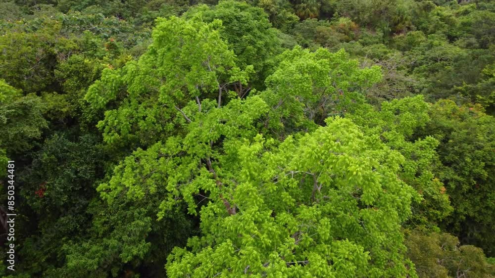 Aerial View of Dense Green Canopy in Tropical Rainforest Aerial View of Dense Green Canopy in Tropical Rainforest