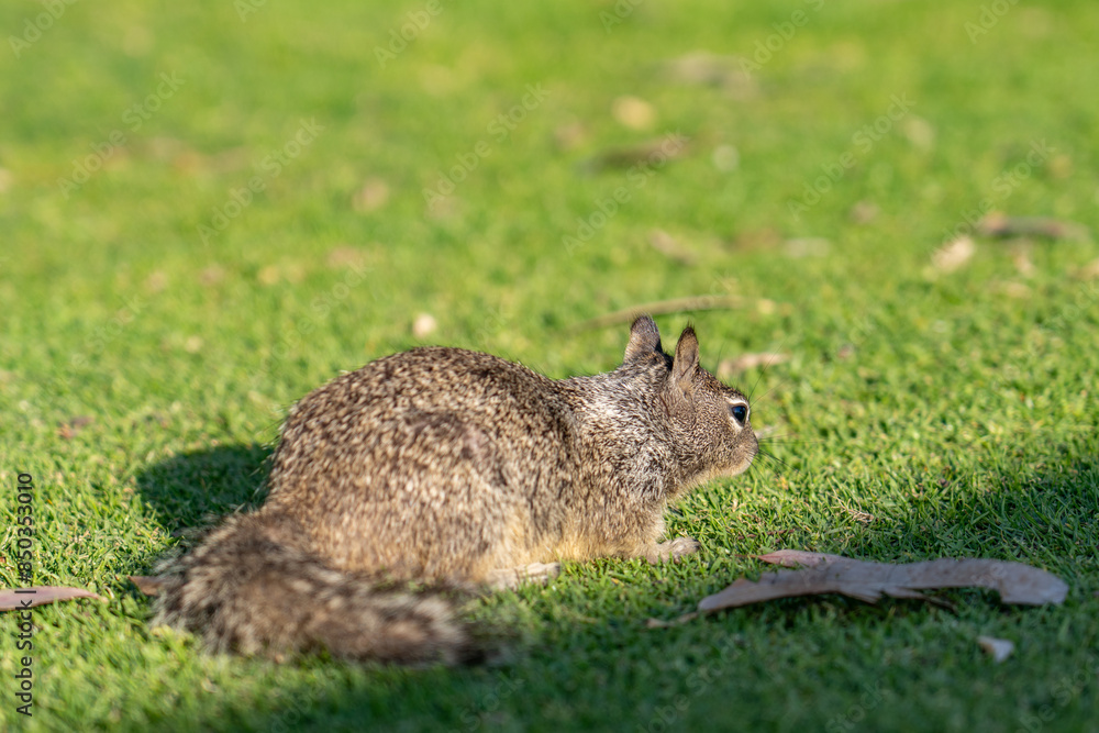 Obraz premium The California ground squirrel (Otospermophilus beecheyi), also known as the Beechey ground squirrel, Palisades Park, Santa Monica, Los Angeles, California