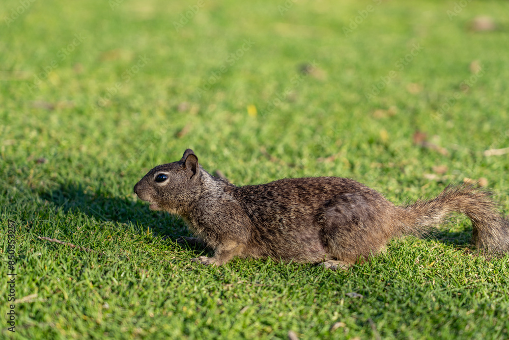 Obraz premium The California ground squirrel (Otospermophilus beecheyi), also known as the Beechey ground squirrel, Palisades Park, Santa Monica, Los Angeles, California