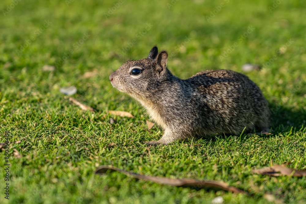 The California ground squirrel (Otospermophilus beecheyi), also known as the Beechey ground squirrel, Palisades Park, Santa Monica, Los Angeles, California The California ground squirrel (Otospermophilus beecheyi), also known as the Beechey ground squirrel, Palisades Park, Santa Monica, Los Angeles, California