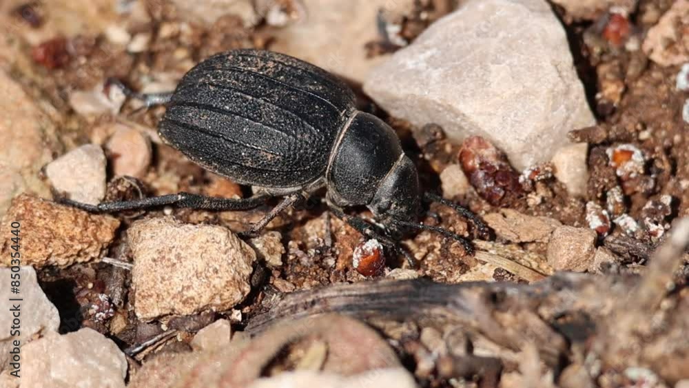 Escarabajo Pimelia baetica comiendo, Sierra de Mariola, Alcoy, España Escarabajo Pimelia baetica comiendo, Sierra de Mariola, Alcoy, España