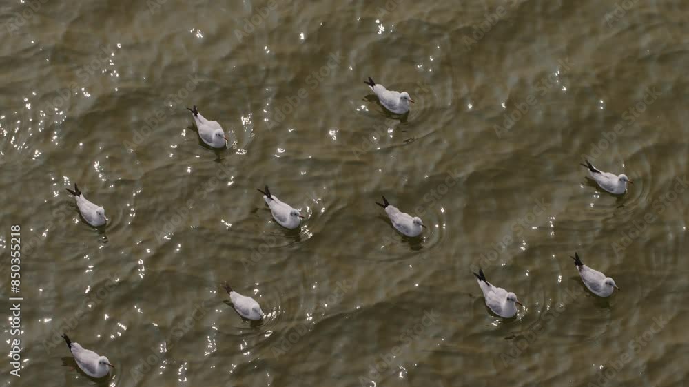 Black-headed gulls in winter plumage over sea waters Black-headed gulls in winter plumage over sea waters