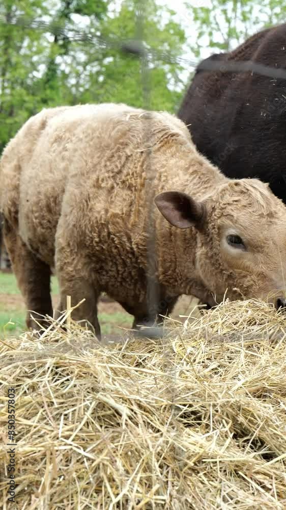 Light Brown Calf Eating Hay and Standing beside Mom Cow in Pasture on Hobby Farm in Ohio Light Brown Calf Eating Hay and Standing beside Mom Cow in Pasture on Hobby Farm in Ohio