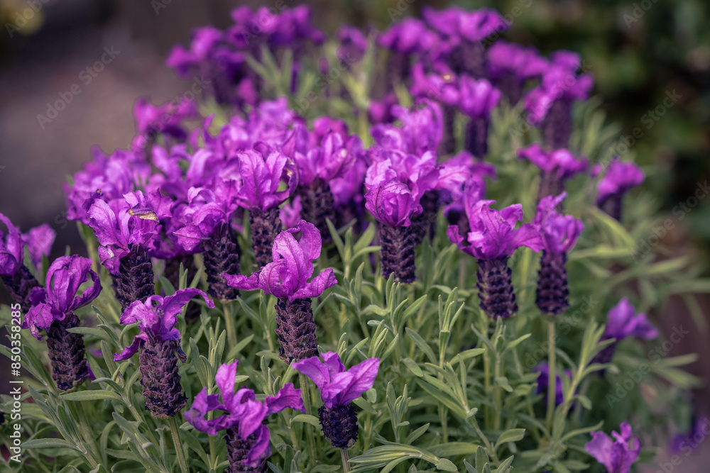 Fototapeta premium Lavendel Lavendula Augustifolia im heimischen Kräutergarten